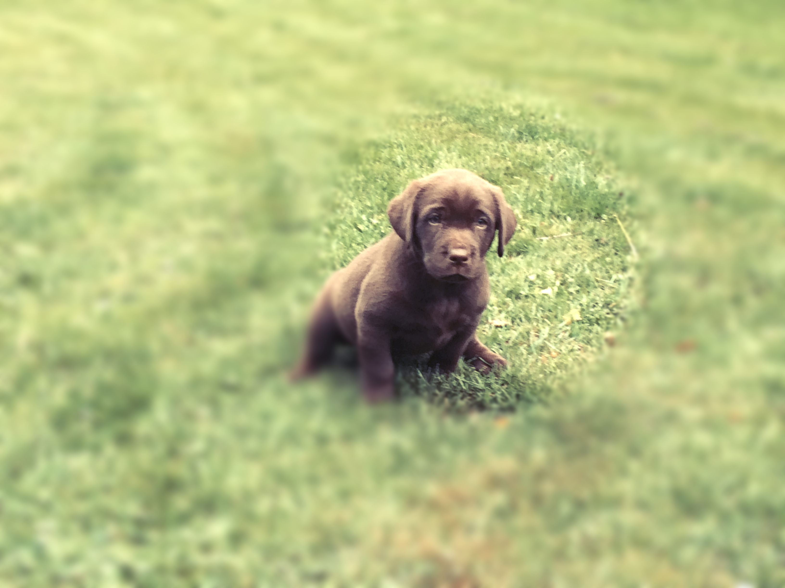 Friendly chocolate lab puppy on grass