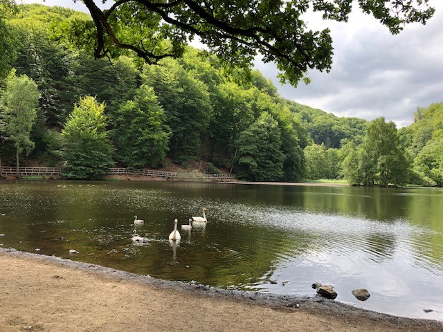 Swans on peaceful forest lake